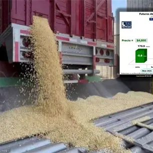 Maíz cae a 4,800 pesos por tonelada
