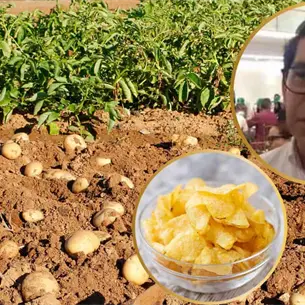 Mundial México 2026 podría disparar el consumo de papa y salvar el campo: CONPAPA