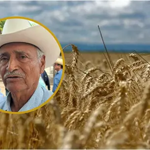 Pagan precio de garantía a trigueros de Sinaloa: El dinero ya está comprometido en deudas