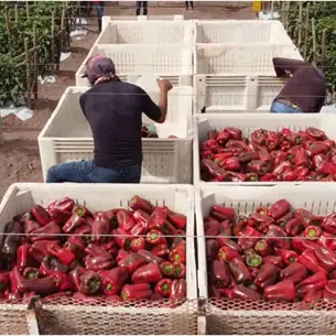 Heladas en Florida dan esperanza a horticultores de Sinaloa: esperan repunte en precios de exportación