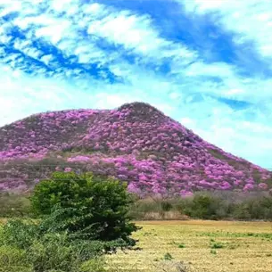 Amapas pintan de rosa la zona serrana del Évora y regalan un espectáculo natural