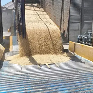 Crisis del Maíz en México: Importación récord de EU golpea a Sinaloa