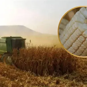 Maíz de Sinaloa requiere apoyo de hasta 2 mil pesos por tonelada para alcanzar precio de 6 mil pesos