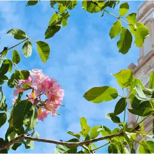 El Centro de Culiacán se pinta de rosa con el árbol de amapa: ¿Cuál es su origen?
