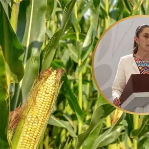 Claudia Sheinbaum propone a productores sinaloenses dejar de importar maíz mientras haya producción en México Claudia Sheinbaum propone a productores sinaloenses dejar de importar maíz mientras haya producción en México