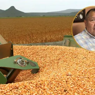 “Insólito”: por primera vez gobierno federal paga apoyos al maíz por adelantado “Insólito”: por primera vez gobierno federal paga apoyos al maíz por adelantado