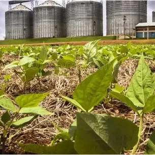 ¿Abrirá el Gobierno de Sinaloa el programa de acopio de frijol? 