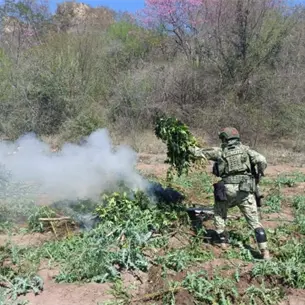 18 Plantíos de marihuana y amapola fueron localizados y destruidos en Badiraguato
