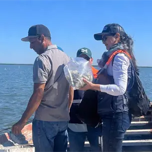 Levantan alerta sanitaria en Bahía La Lechuguilla: ya se pueden consumir ostiones, almejas y callo de hacha