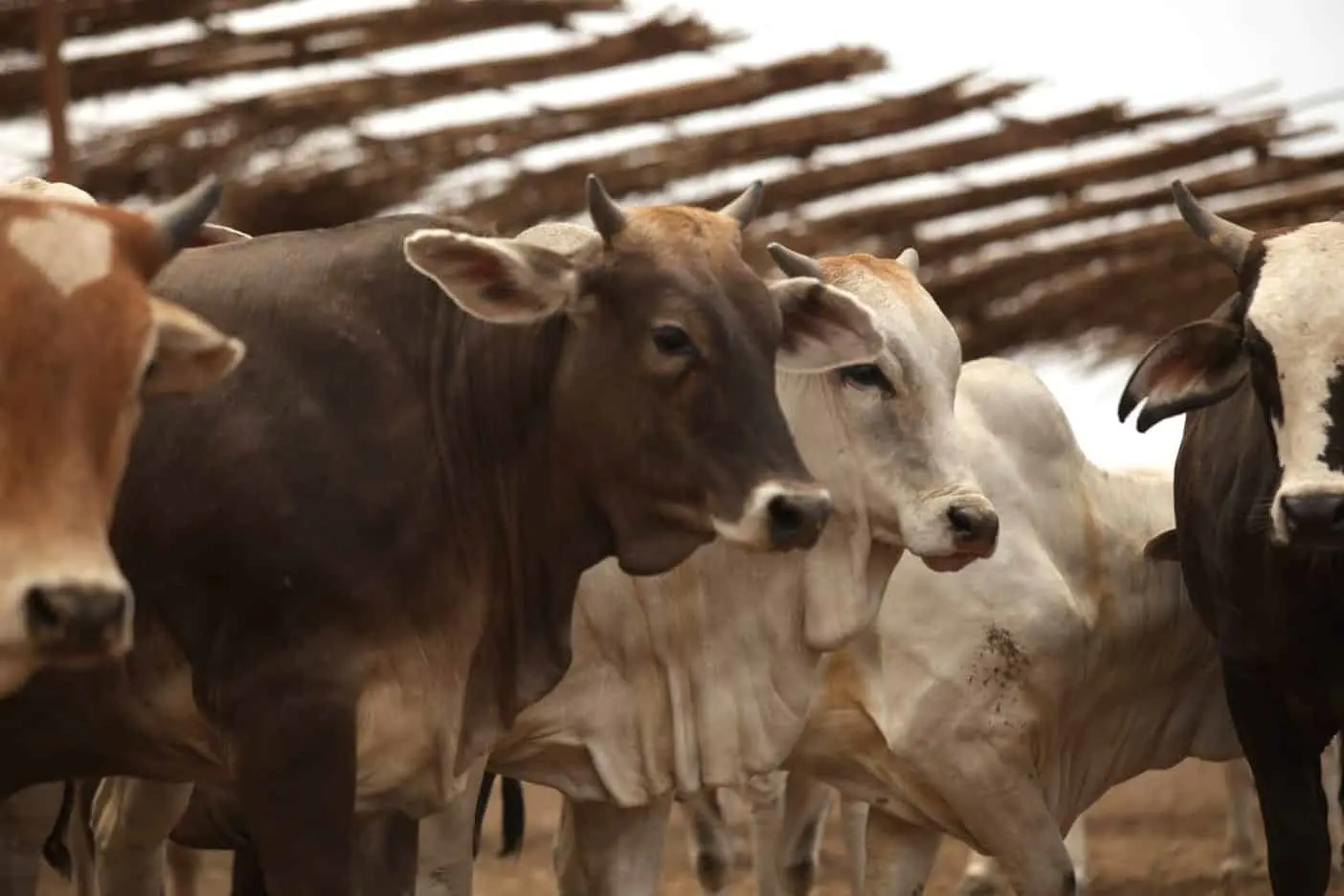 Frontera de EU sigue cerrada al ganado mexicano por gusano barrenador; Sheinbaum dice que reapertura depende de ellos Frontera de EU sigue cerrada al ganado mexicano por gusano barrenador; Sheinbaum dice que reapertura depende de ellos