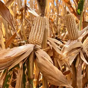 Maíz en Sinaloa: Acuerdan compras anticipadas y base de 65 dólares para el 2026 Maíz en Sinaloa: Acuerdan compras anticipadas y base de 65 dólares para el 2026