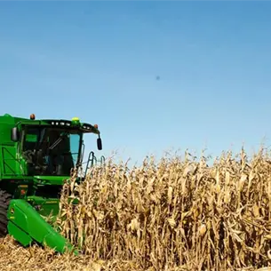 Caen precios de maíz y trigo este lunes: Se cotiza en 4,430 pesos por tonelada