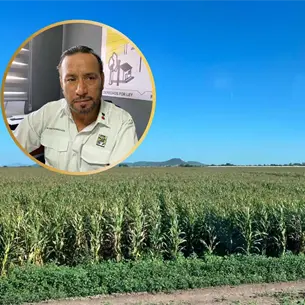 Tras meses de incertidumbre, arrancan compras de maíz en Sinaloa