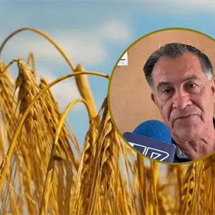 Sinaloa iniciará cosecha de trigo sin base ni precio de referencia Sinaloa iniciará cosecha de trigo sin base ni precio de referencia