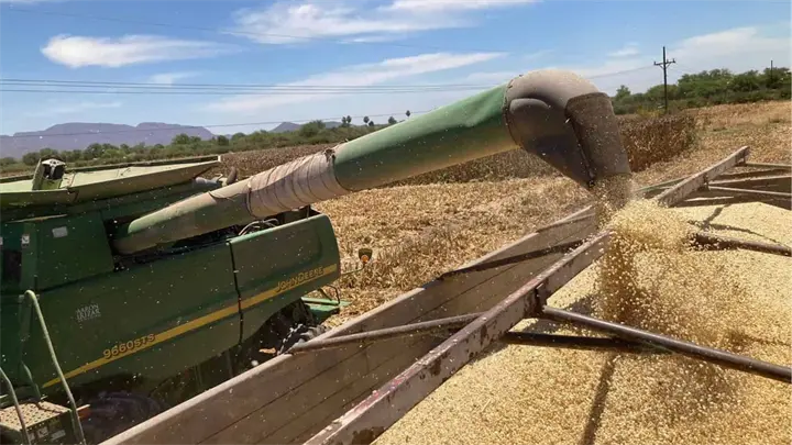 Productores de Sinaloa exigen apoyo mayor al del Bajío para que el maíz sea rentable