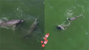 Así reciben los delfines a los turistas: Captan espectáculo natural en Topolobampo previo a Semana Santa