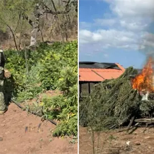 Militares destruyen plantíos de mariguana en los municipios de Badiraguato y Elota