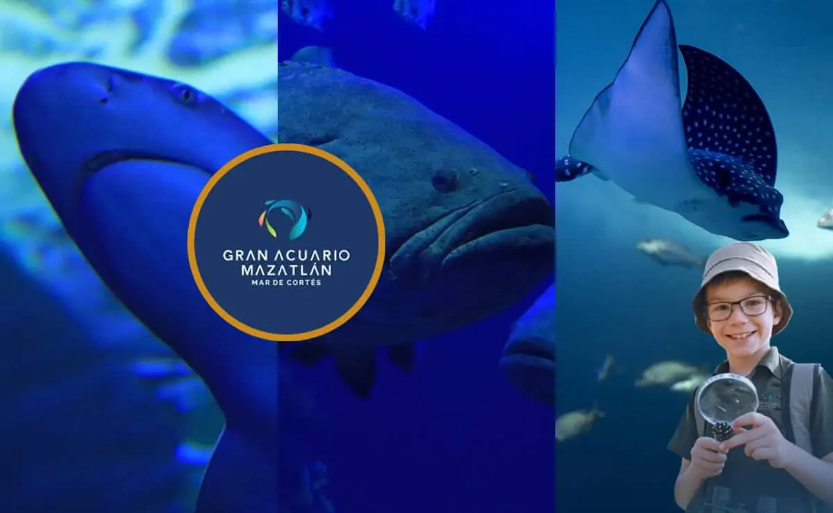 ¿Sin clases este viernes? Acuario de Mazatlán invita a niños a convertirse en biólogos por un día ¿Sin clases este viernes? Acuario de Mazatlán invita a niños a convertirse en biólogos por un día