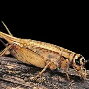 ¿Escuchas grillos en tu casa? Tiene un significado que no podrás creerlo ¿Escuchas grillos en tu casa? Tiene un significado que no podrás creerlo