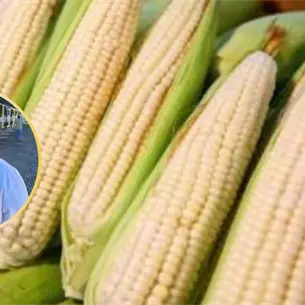 Productores de Sinaloa piden 6,500 pesos por tonelada de maíz ante Sheinbaum