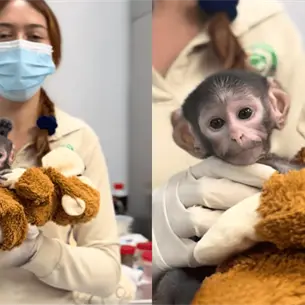 Surge el Punch Mexicano: Mono recién nacido es rechazado por su madre en Zoológico de Jalisco