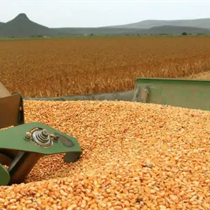 “Si no alcanza, habrá inconformidad”: advierten productores por apoyo al maíz en Sinaloa