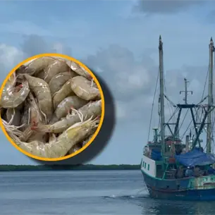 Cambio climático altera ciclos del camarón; pescadores exigen revisar vedas en Sinaloa