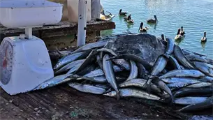 ¡Ya hay pajarito en Mazatlán! El manjar de los mares aparece en el puerto del Pacífico | VIDEO