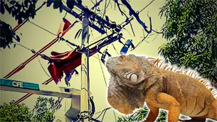 Iguana causa corto circuito y deja sin agua a Los Mochis; el reptil quedó sin vida Iguana causa corto circuito y deja sin agua a Los Mochis; el reptil quedó sin vida