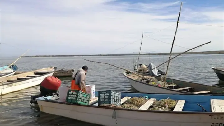 Pescadores de Sinaloa piden retrasar veda de la jaiba: buscan evitar crisis en mayo Pescadores de Sinaloa piden retrasar veda de la jaiba: buscan evitar crisis en mayo