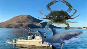 Ahome, foco rojo por pesca furtiva en Sinaloa; refuerzan vigilancia rumbo a vedas de jaiba y tiburón