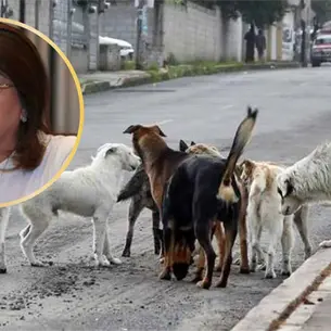 Exalcaldesa de Tecámac admite sacrificio de 10 mil perros y desata polémica nacional, ¿por qué lo hizo? Exalcaldesa de Tecámac admite sacrificio de 10 mil perros y desata polémica nacional, ¿por qué lo hizo?