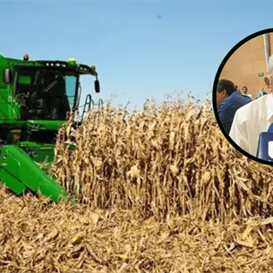 Ya inició la cosecha de maíz en Sinaloa: así puedes obtener el apoyo de SADER