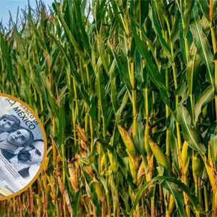 Productores de Sinaloa: así buscan blindar el precio del maíz en plena negociación