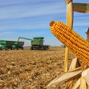 Productores de maíz recibirán 400 pesos por tonelada en Sinaloa