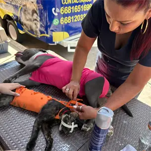 “Navidad para Todos” da el siguiente paso: 106 esterilizaciones gratuitas ya son una realidad