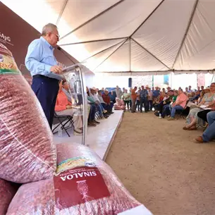 Semillas gratis para temporaleros en Sinaloa: así puedes acceder al apoyo estatal