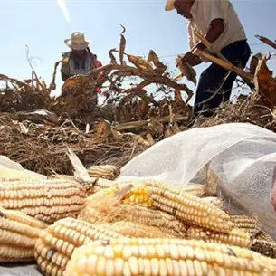Apoyos al maíz en Sinaloa no están en riesgo pese a cambios en SADER