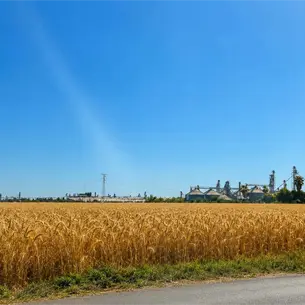 La industria inicia pagos por trigo en Sinaloa con liquidaciones de 5 mil pesos