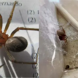 Araña Violinista: si ves esta telaraña en tu casa, es probable que tengas un visitante muy venenoso Araña Violinista: si ves esta telaraña en tu casa, es probable que tengas un visitante muy venenoso