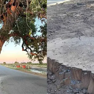 Esta es la sanción por talar un álamo en la ciudad de Los Mochis Esta es la sanción por talar un álamo en la ciudad de Los Mochis