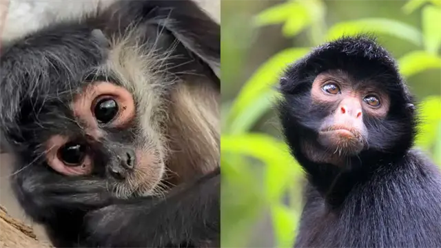 ¿Quieres tener un CHANGO en Los Mochis? Estos son los requisitos para mascotas exóticas en México