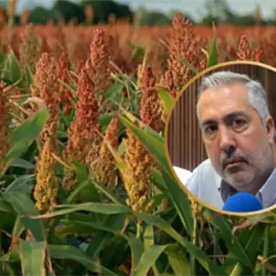 Productores sinaloenses venderán sorgo a China solo si hay buen precio “No somos buenos samaritanos” Productores sinaloenses venderán sorgo a China solo si hay buen precio “No somos buenos samaritanos”