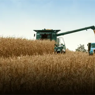 Amplían plazo para contratos de compraventa del maíz en Sinaloa