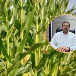 Inicia Gobierno de Sinaloa pago de 400 pesos por tonelada a productores de maíz