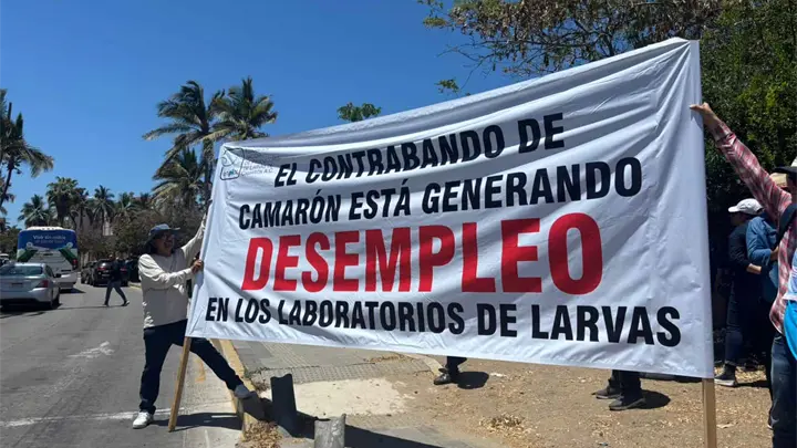 Productores de camarón protestan en Mazatlán y exigen frenar importaciones
