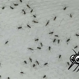 Mosquitos ganan la batalla contra el repelente; expertos señalan que ahora son inmunes