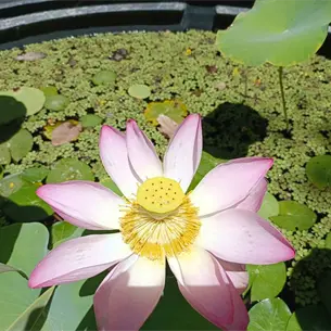 Florece la emblemática flor de loto en el Parque Sinaloa Florece la emblemática flor de loto en el Parque Sinaloa