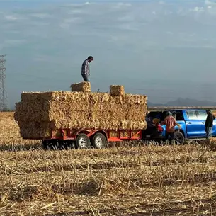 Lluvias reavivan la esperanza en el campo: ganaderos de Sinaloa ven recuperación tras la sequía