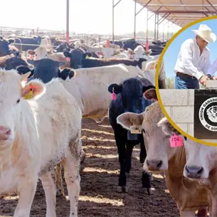 Gobierno de Sonora activa su Centro Integral Ganadero: ¿Qué es y para qué sirve?